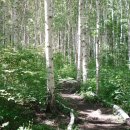 숲과계곡속으로 이미지