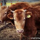 오리골농장 이미지