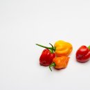 하바네로 네이버블로그