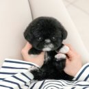 미유펫 강아지분양 고양이분양 부천점 이미지