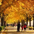 곡교천 은행나무길 이미지