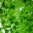 그린카사 이미지