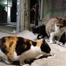 냥이친구 이미지