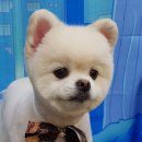 안녕강아지 이미지