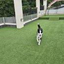 블루멍S 이미지