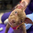 24시알파동물메디컬센터 이미지