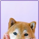 미소로 동물병원 이미지