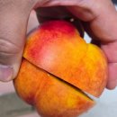 영천다원 이미지