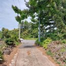 온평리-5 이미지