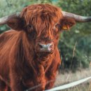 우리동네 정육점 이미지