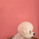 시루 반려견 미용 이미지