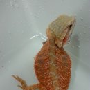 클리어덴 이미지