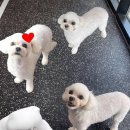 오마이멍멍 이미지