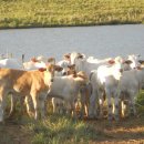 소들농장 이미지