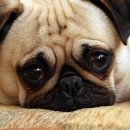 쿨펫동물병원 이미지