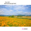 하남 천주교 명례 성지 | 경남 밀양::명례강변공원(금계국) 【26년5월23일】