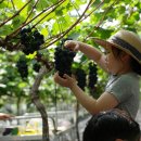 직지농장 이미지