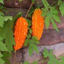 여주-1073 이미지