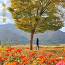 황산공원 이팝나무길주차장11번 | 부산 근교 양산 가을 가볼만한곳 황산공원 국화축제 힐링숲