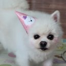 댕댕마을 이미지