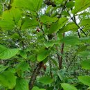 떡곡숲공원 이미지