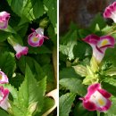 논현초등학교 이미지