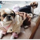 꾸러기동물병원 이미지