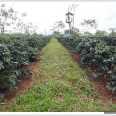 최한용농장 이미지