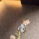 강아지클럽 | 반려견과 가기 좋은 리조트 / 강원도 홍천 소노펫 클럽앤리조트 강아지 동반 숙소 후기