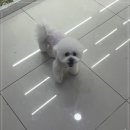 멍데렐라 이미지