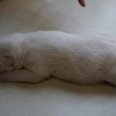 초롱이 밥상 이미지