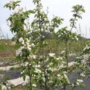 강촌농장 이미지