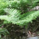 고사리곡 이미지