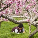 고향의 봄 이미지