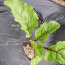 내백경로당 이미지