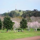 뉴질랜드 봄의 시작 Daffodil Sundays 이미지