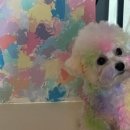 아우우(Aww) 이미지