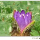 주남저수지 연꽃단지의 `가시연꽃` 이미지