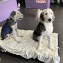 휘게 펫케어 이미지