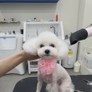 오늘도이쁘개 이미지