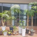 푸른식물병원 이미지