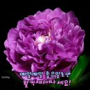 아침꽃향기