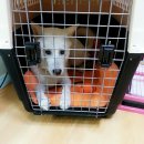 에코 켄넬 이미지