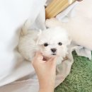 코코독(cocodog) 이미지