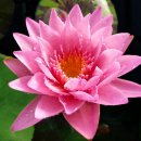 코랄 스카이 핑크 수련(Coral Sky - Pink Water Lily) 이미지