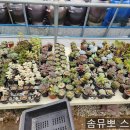 신일토기 이미지
