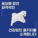 우쭈쭈 강아지 이미지