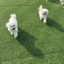 신난댕 애견유치원 이미지