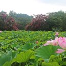 진주 용호정원 이미지