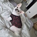 퍼피 앤 포유 이미지